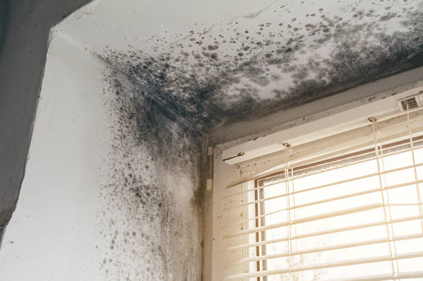 Affordable Crawl Space Mold Removal solutions in Vandalia, MI